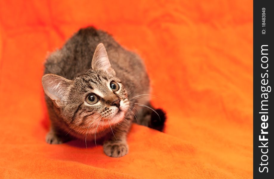 Tabby cat sits on orange background