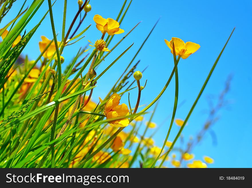 Buttercup flowers on a field