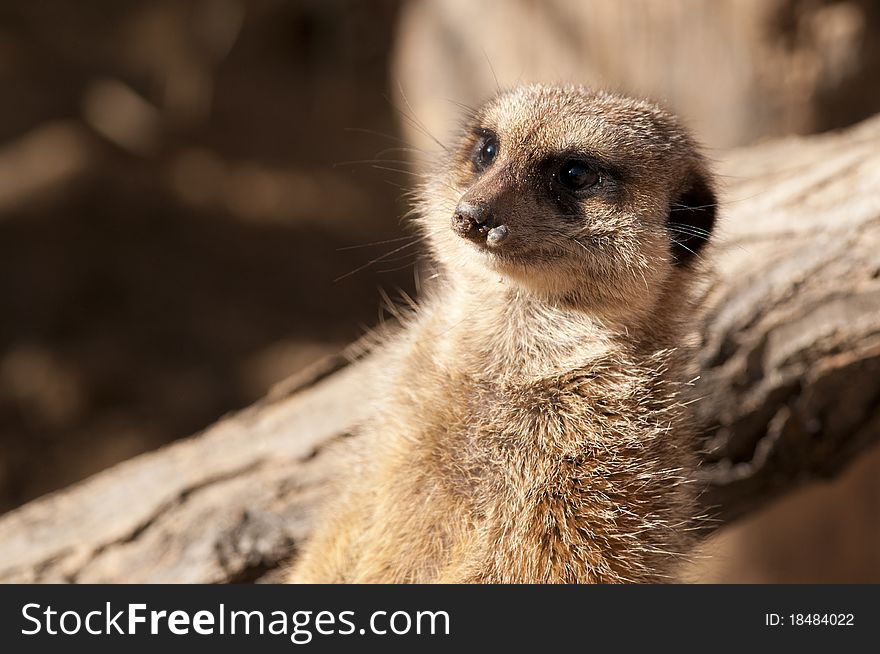 Suricate or Meerkat or Mongoose Portrait