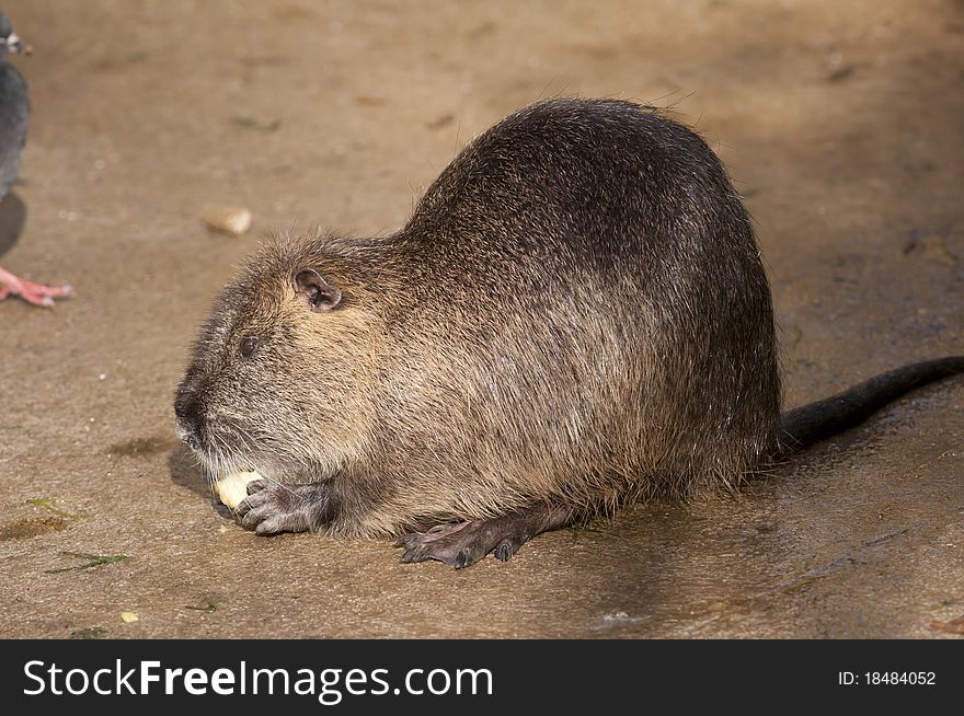 Nutria Eating