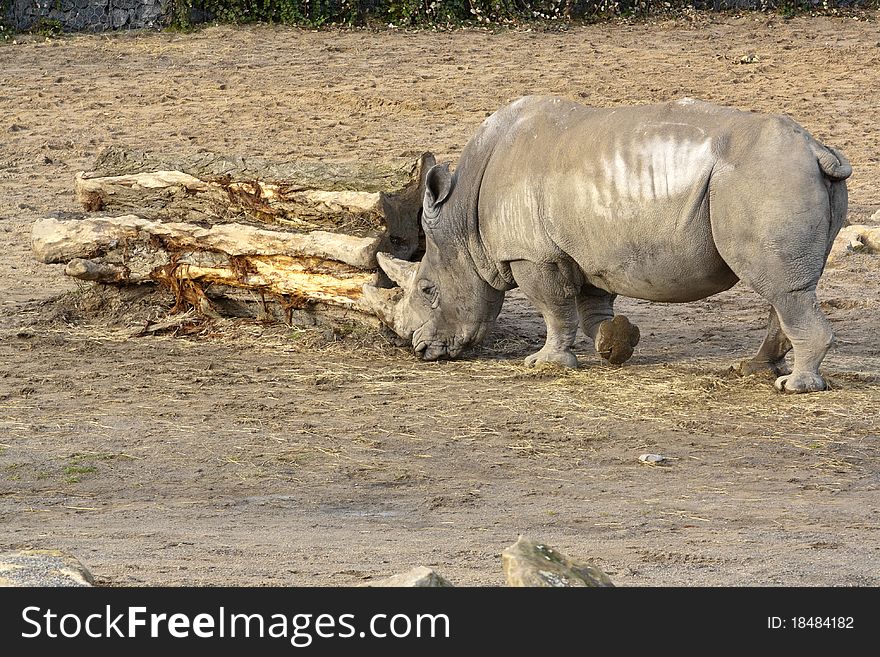 Rhinoceros looking for food on ground