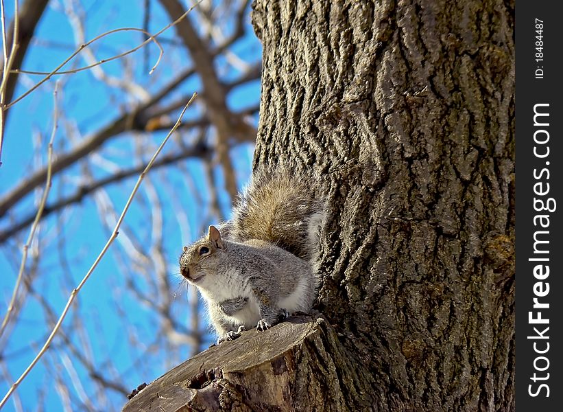 Eastern gray squirrel on a tree. Eastern gray squirrel on a tree