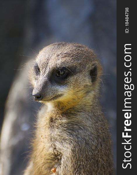 A shy meerkat looks on with a smile on its face. A shy meerkat looks on with a smile on its face.