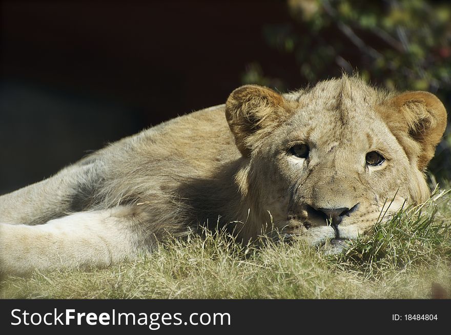 A lion rests at the zoo, awaiting food. A lion rests at the zoo, awaiting food.