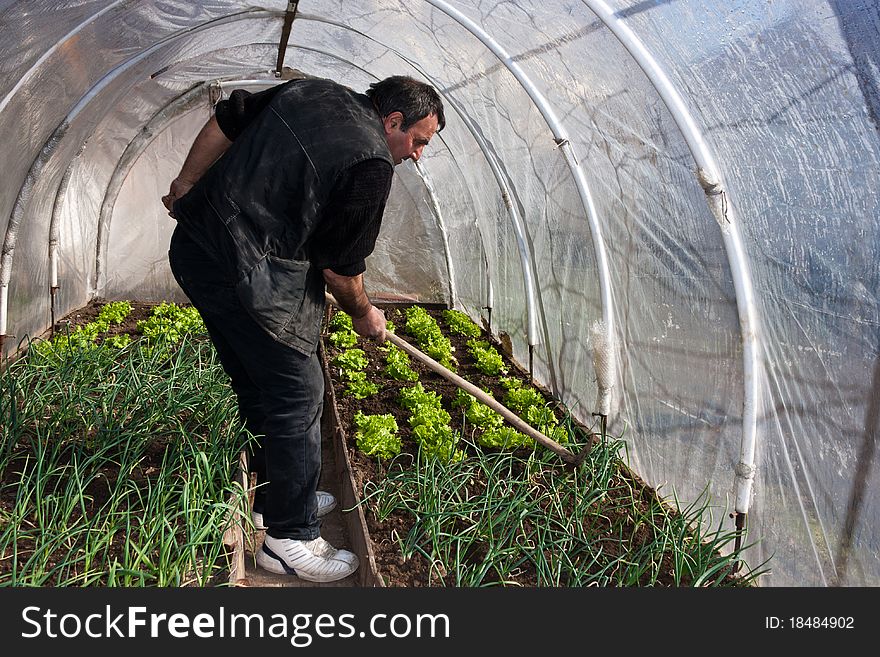 Man working in a real greenhouse. Lettuce and onion visible. Artistic selective focus. Man working in a real greenhouse. Lettuce and onion visible. Artistic selective focus.