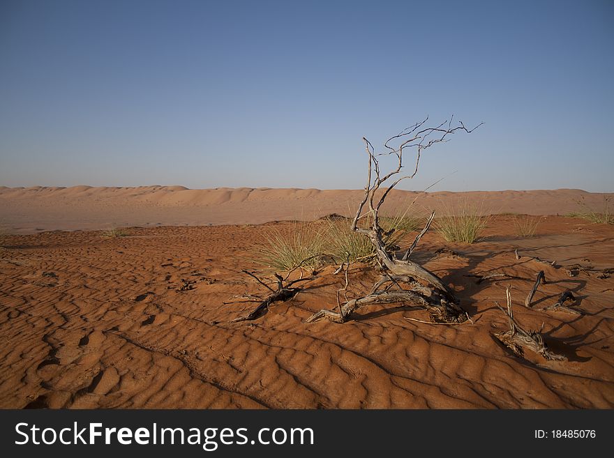 The dunes of the arabic desert