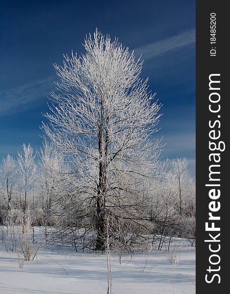 Frost covers a bare tree. Frost covers a bare tree.