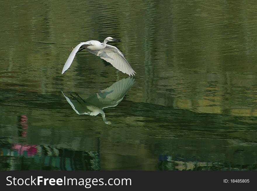 White egret extended its wings in flight. White egret extended its wings in flight