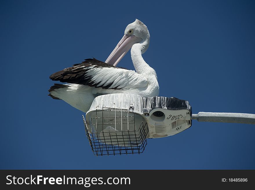 Pelican having a rest on top of a streetlight. Pelican having a rest on top of a streetlight.