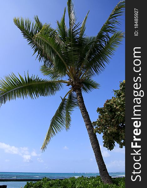 Palm tree in Hawaii, with blue pacific ocean. Palm tree in Hawaii, with blue pacific ocean.