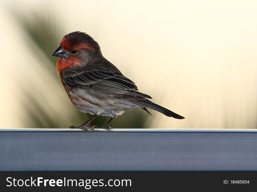 Adult male house finch perched on handrail at sunset. Adult male house finch perched on handrail at sunset.