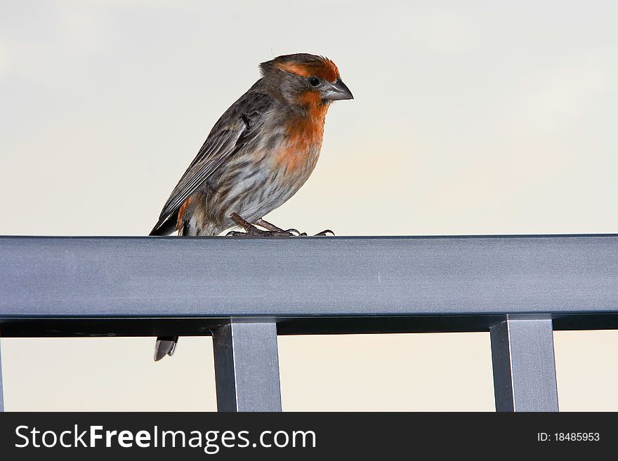 Adult male house finch perched on handrail. Adult male house finch perched on handrail.