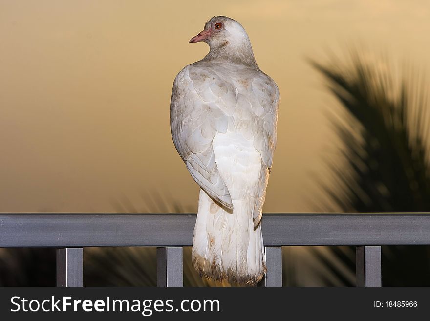 White dove at sunset on rail