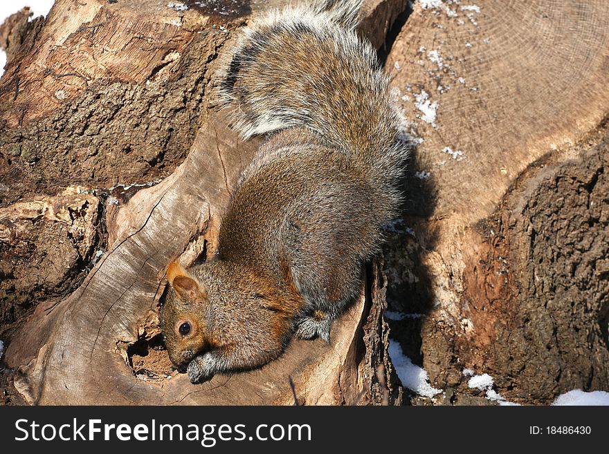 Grey Squirrel on stump looking for food in morning sun