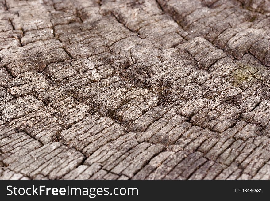 Close-up of a Old Wooden Texture