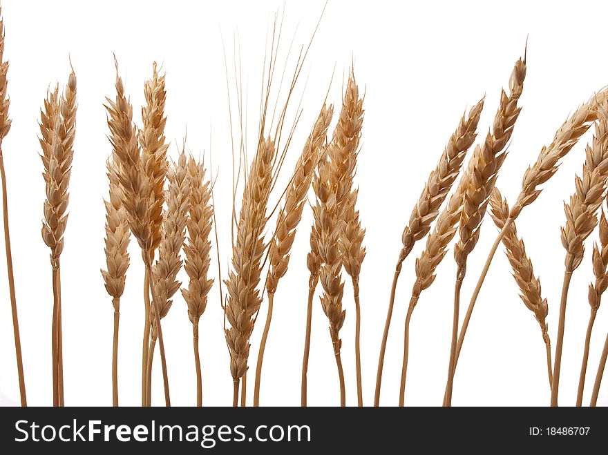 Wheat ears on white background