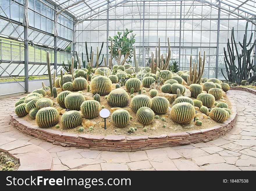 Big cactus garden on sand ground in conservatory