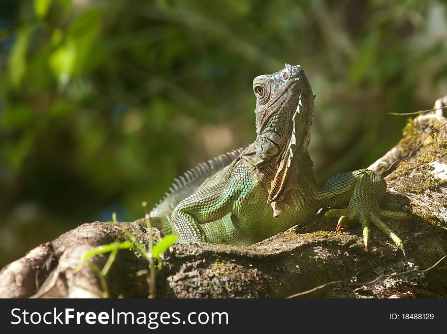 Iguana on a tree, shot in Costa Rica