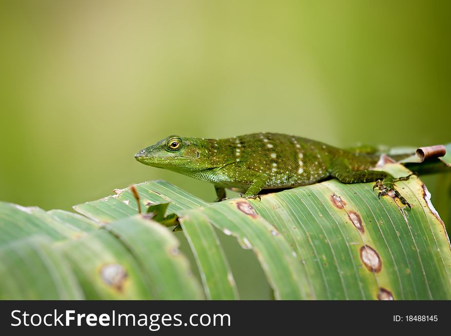 Norops biporcatus lizard , shot in Costa Rica