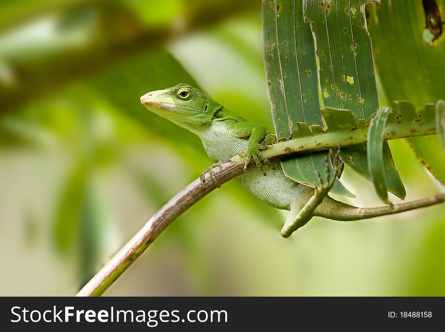 Norops biporcatus lizard, shot in Costa Rica