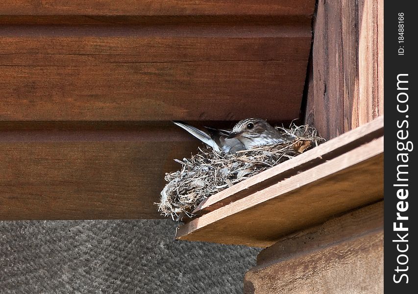 Guarded female of a grey flycatcher (Empidonax wrightii) on a nest under a roof