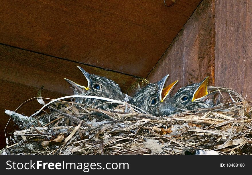 Baby birds of a gray flycatcher (Empidonax wrightii) in a nest under a roof. Baby birds of a gray flycatcher (Empidonax wrightii) in a nest under a roof