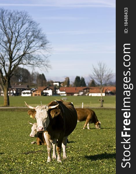 Happy german cow standing on green grass and a village behind in Bavaria area. Happy german cow standing on green grass and a village behind in Bavaria area