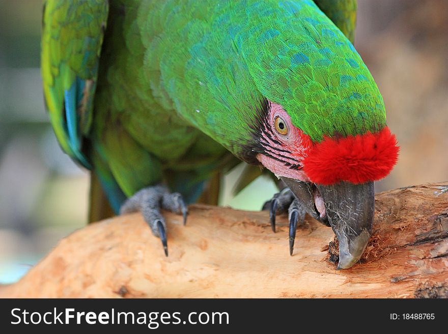 This is a close-up portrait photo of a macaw parrot perched in a tree. This is a close-up portrait photo of a macaw parrot perched in a tree.