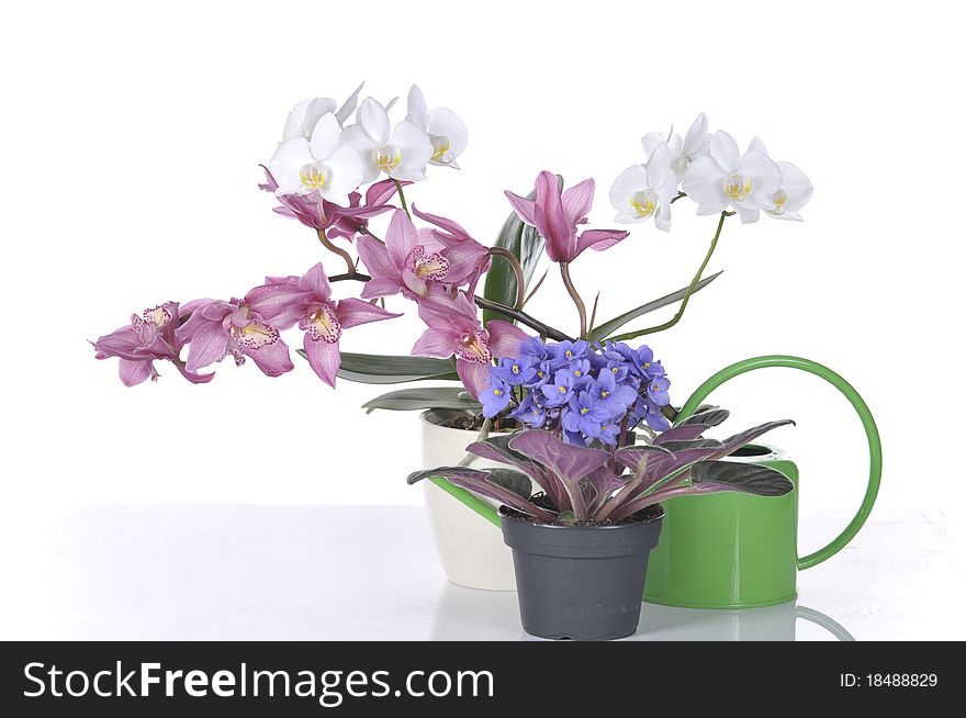 Orchids and violet viola in pots isolated over white background. Orchids and violet viola in pots isolated over white background