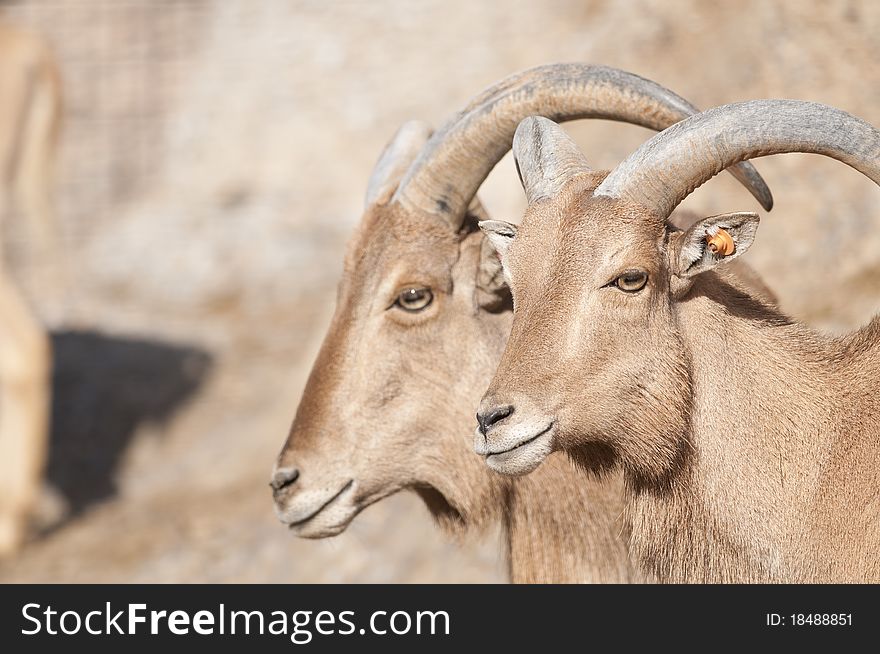 Brabary Sheep (Ammortagus lervia) Portrait. Brabary Sheep (Ammortagus lervia) Portrait