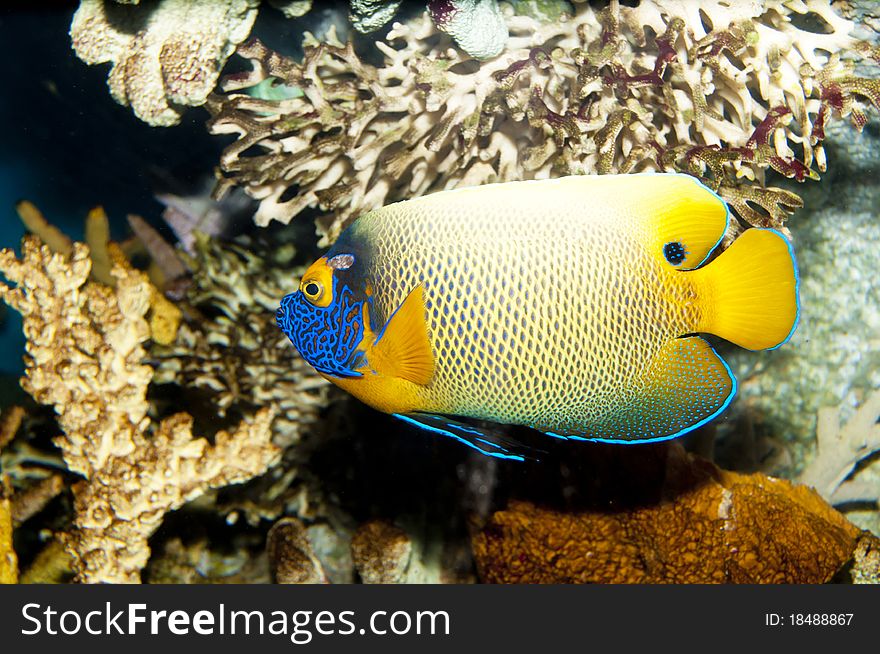 Blueface or Yellowface or Yellowmask Angelfish (Pomacanthus xanthometopon) in Aquarium