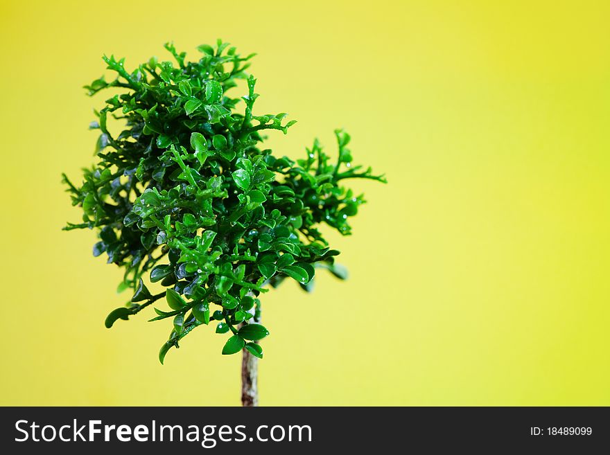 Single young tree on yellow background