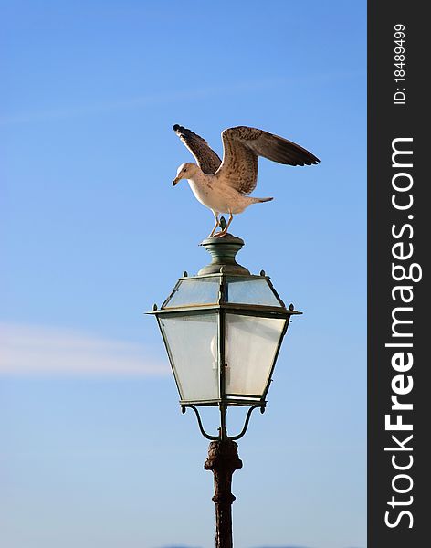 Seagull with open wings on a lamppost in Genoa to Camogli. Seagull with open wings on a lamppost in Genoa to Camogli