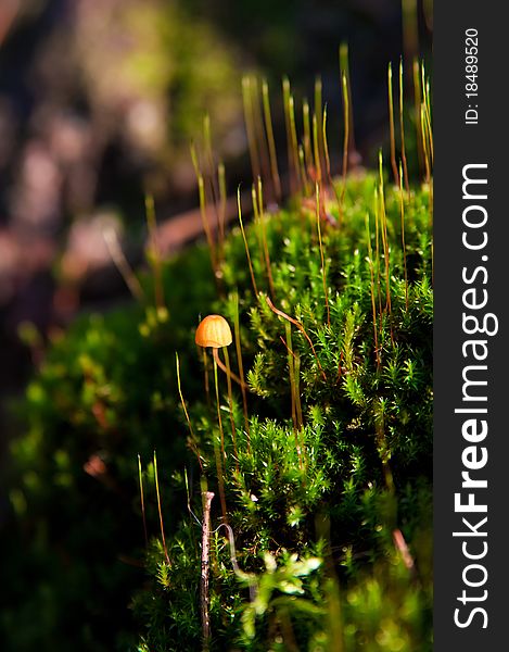 Single little toadstool in the moss close up