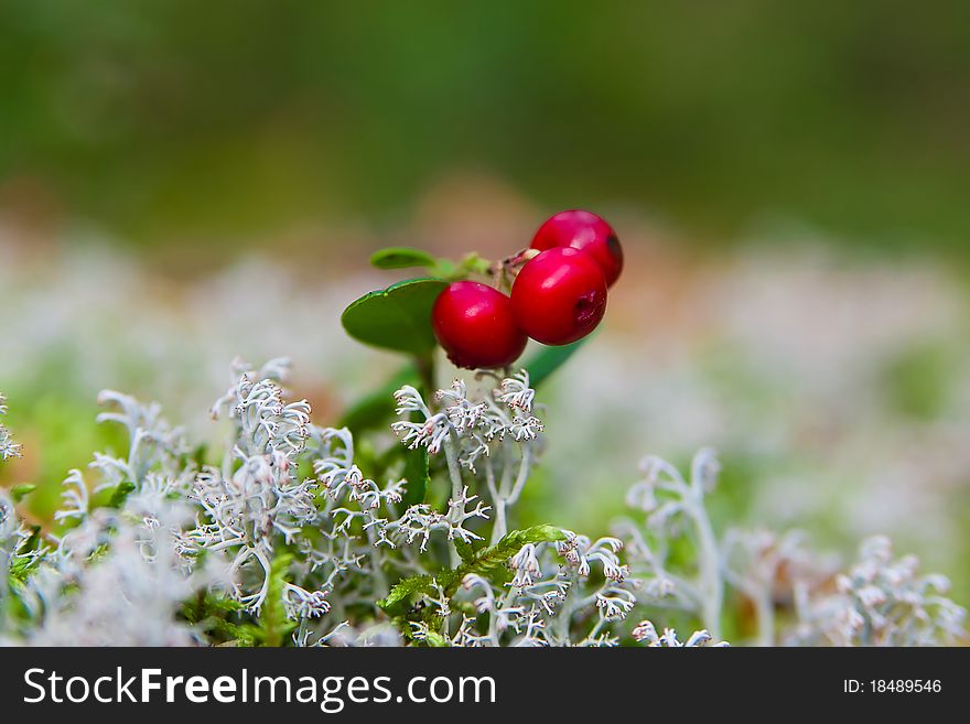 Branch of ripe cow-berry in lichen close up