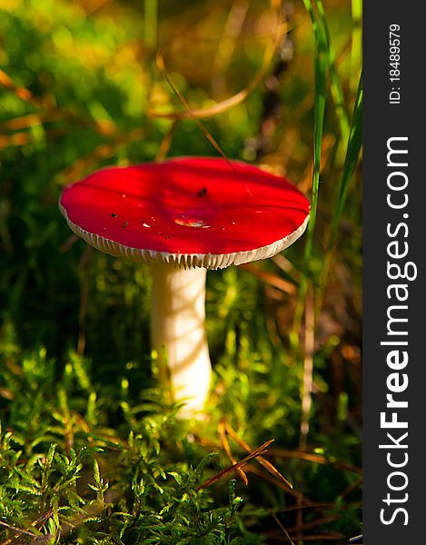 Red russula in the forest close up