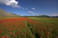 A Field Of Flowers Stock Photo A Field Of Flowers Stock Photo