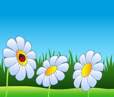 Three Daisies And Ladybug Royalty Free Stock Image Three Daisies And Ladybug Royalty Free Stock Image