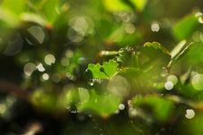 Dew Drops On Clover Leaves Royalty Free Stock Photography Dew Drops On Clover Leaves Royalty Free Stock Photography