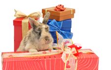 Little Rabbit Between The Boxes With Gifts Stock Photography Little Rabbit Between The Boxes With Gifts Stock Photography