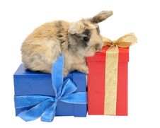 Little Rabbit On The Boxes With Gifts Stock Photos Little Rabbit On The Boxes With Gifts Stock Photos