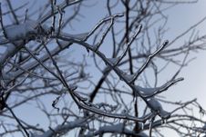 Glassy Branches Royalty Free Stock Image