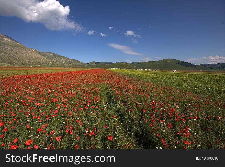 Large field of flowers on the Umbria Farm. Large field of flowers on the Umbria Farm.