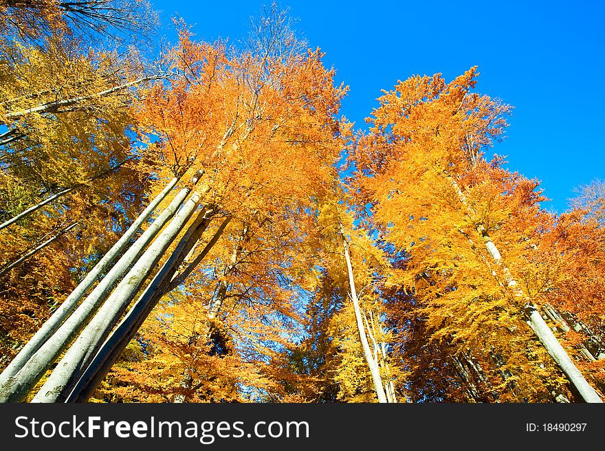 View of the forest in autumn. View of the forest in autumn