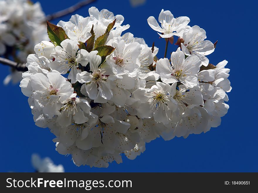 Plum blossom in the spring