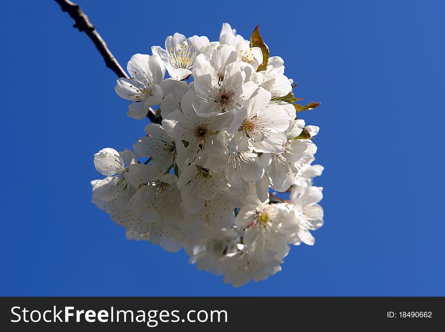 Plum blossom