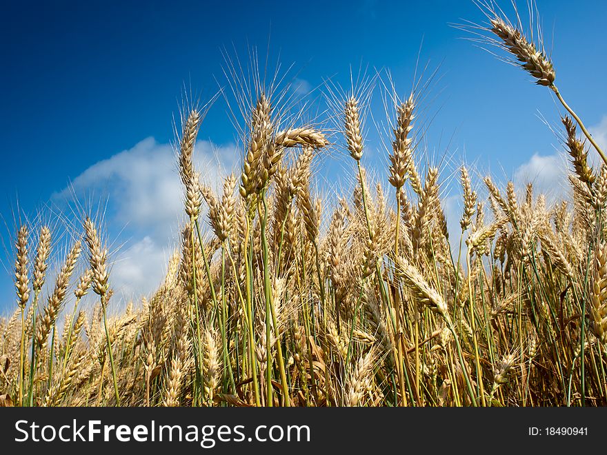 Wheat field against a blue sky. Wheat field against a blue sky