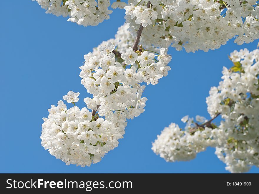 Branch of cherry blossom in spring