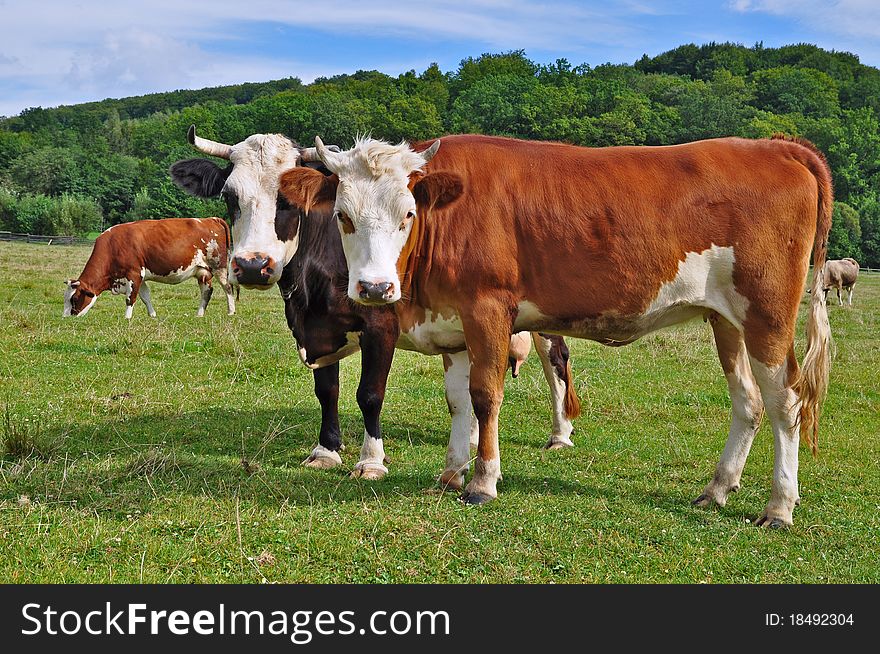 Cows on a summer pasture