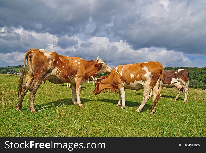 Cows On A Summer Pasture